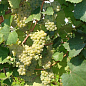 Щеплений виноград "Аліготе №12" (винний сорт, підщепа СО-4) цена