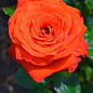 Эксклюзив! Роза чайно-гибридная оранжево-алая "Любочка" (Lyubochka) (саженец класса АА+, премиальный крупноцветковый сорт) цена