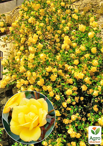 Троянда плетиста "Лаура Форд" (саджанець класу АА+) вищий сорт - фото 2