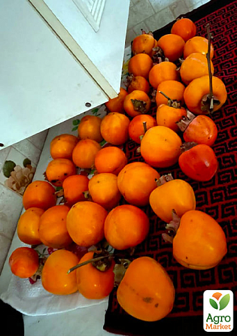 Хурма на віргінській морозостійкій підщепі "Божий дар" вищий сорт! - фото 6