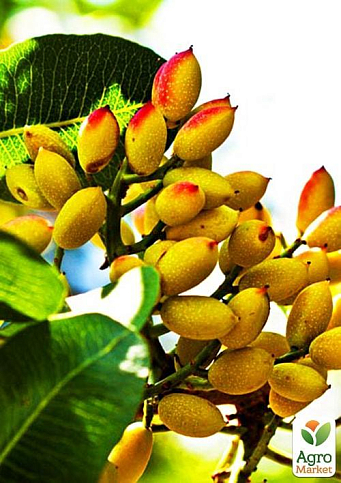 Эксклюзив! Фисташка "Амелия" (Amelia) (высокоурожайный, морозостойкий сорт)