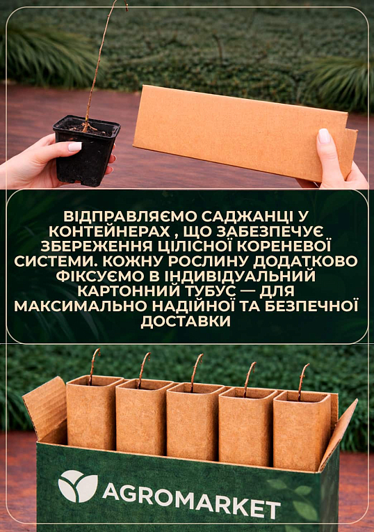 Ксантоцерас (Чекалкин орех) средний срок созревания - фото 3