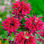 Бергамот (Монарда) "Kardinal"