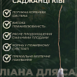 Эксклюзив! AGROBOX с саженцем киви самоопыляющегося сорта купить