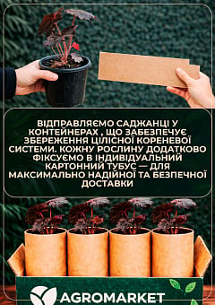 Гейхера (Heuchera) "Fire Chief" 1