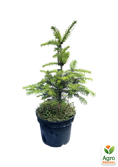Ялиця Європейська біла 5-річна (Abies alba) С5, висота 30-40 см26