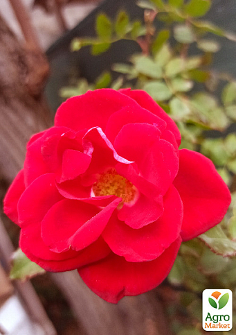 LMTD Троянда на штамбі 5-річна "Royal Red" (укорінений саджанець у горщику, висота 130-150см) - фото 2