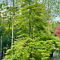 Клен японский плакучий пальмолистный "Emerald Lace"(Acer palmatum Emerald Lace)