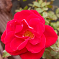 LMTD Троянда на штамбі 5-річна "Royal Red" (укорінений саджанець у горщику, висота 130-150см) купить
