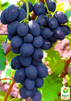 Ексклюзив! Виноград блакитно-синій "Аура" (преміальний столовий сорт, сверхраннего терміну дозрівання)1