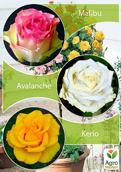 Окулянти Троянди на штамбі Триколор «Kerio + Malibu + Avalanche»2