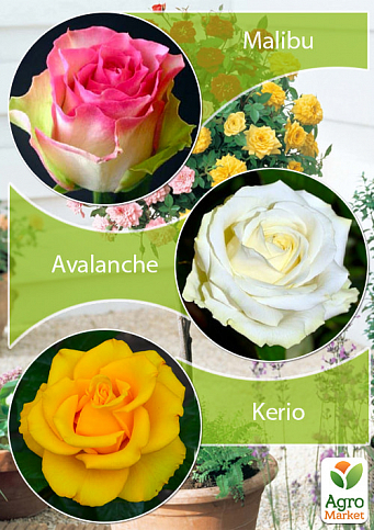 Окулянти Троянди на штамбі Триколор «Kerio + Malibu + Avalanche»