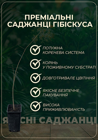 Гибискус "Сирийский белый" - фото 2