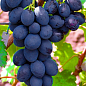 Ексклюзив! Виноград блакитно-синій "Аура" (преміальний столовий сорт, сверхраннего терміну дозрівання)