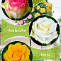 Окулянты Розы на штамбе Триколор «Kerio+Malibu+Avalanche»
