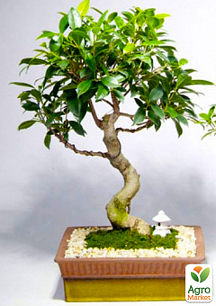 Бонсай "Ficus Natasja"2