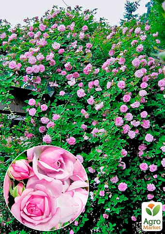 Троянда плетиста "Деклік" (саджанець класу АА+) вищий сорт - фото 4