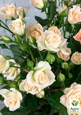 Роза мелкоцветковая (спрей) "Jana" (саженец класса АА+) высший сорт