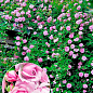 Троянда плетиста "Деклік" (саджанець класу АА+) вищий сорт