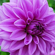 Жоржина "Lilac Time"
