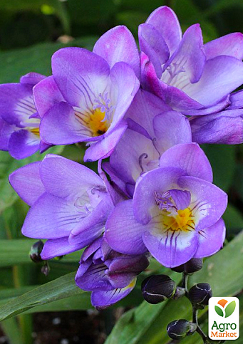 Фрезия простая "Blue" 5шт в упаковке