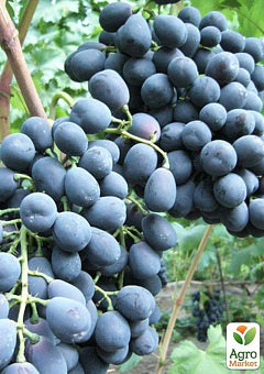 Виноград вегетирующий "Ришелье" 2