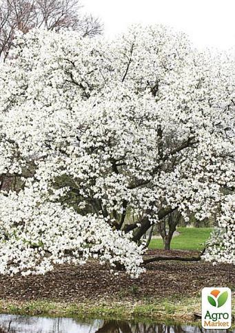 Магнолия "Cobus" - фото 5