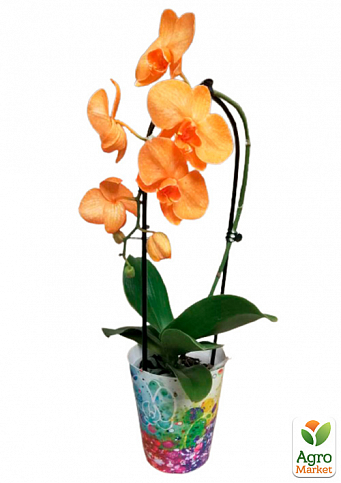Орхидея (Phalaenopsis) "Cascade Orange" - фото 2