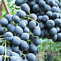 Виноград вегетирующий "Ришелье" 