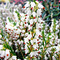 Эрика цветущая 2х-летняя "White Perfection" вазон С2 купить