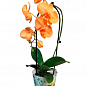 Орхидея (Phalaenopsis) "Cascade Orange" купить