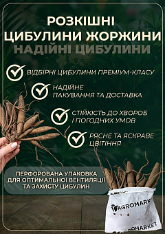 Георгина "Rocco"4