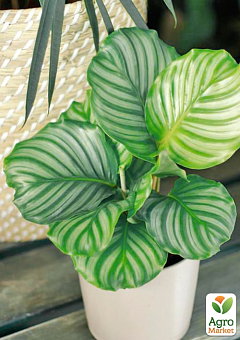 Калатея крупнолистова "Orbifolia" (40-50см)8