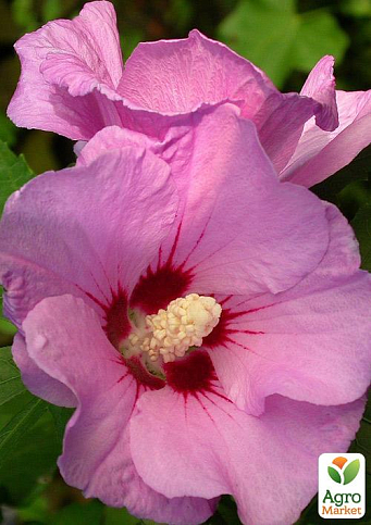 Гібіскус сирійський рожевий "Майка" (Maike)