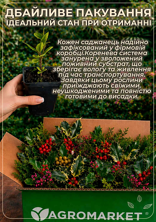 Падуб мезерва "Heckenpracht" вазон Р9