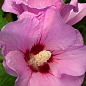 Гібіскус сирійський рожевий "Майка" (Maike)