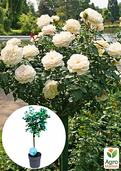 LMTD Роза на штамбе цветущая 3-х летняя "Royal White" (укорененный саженец в горшке, высота50-80см)2