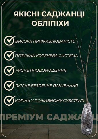 Облепиха "Жемчужница" (мальчик+девочка) комплект 2шт (средний срок созревания) - фото 3