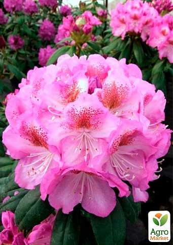 Рододендрон рожевий "Розінетта" (Rosinetta) - фото 2