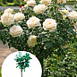 LMTD Роза на штамбе цветущая 3-х летняя "Royal White" (укорененный саженец в горшке, высота50-80см)