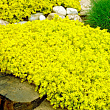 Очиток "Жовта королева" (Sedum acre "Yellow Queen")