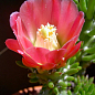 Кактус "Опунция" (Opuntia subulata) (Нидерланды)