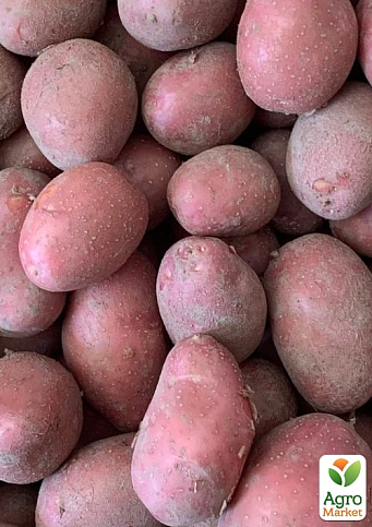 Картопля "Алюетт" насіннєва рання (1 репродукція) 1кг