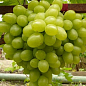 Виноград вегетирующий "Новый Подарок Запорожью" 