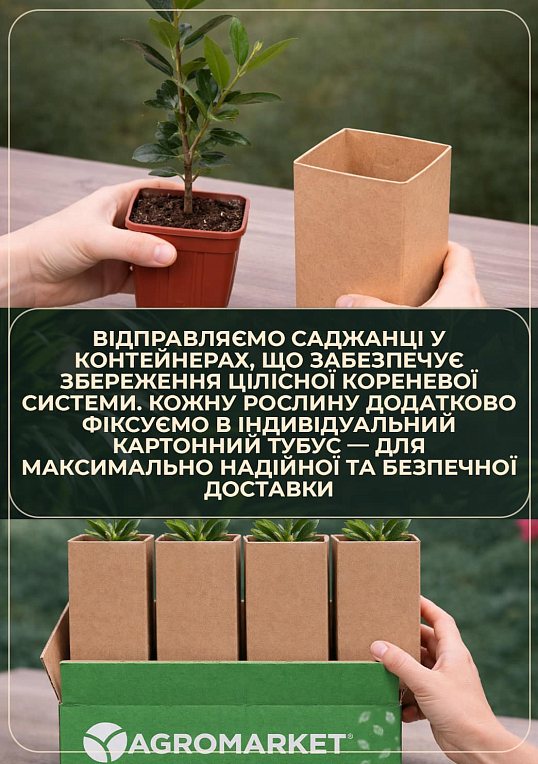Арбутус розовоцветный "Cobra" (земляничное дерево) вазон Р9 - фото 4