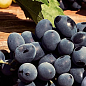 Виноград "Атаман Павлюк" (ранне-средний срок созревания, длительный срок хранения ягод) цена