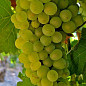 Виноград "Мускат Оттонель №1" (винний сорт, ранній термін дозрівання, має багатющий мускатний смак) цена