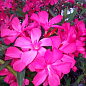 Олеандр душистый "Nerium oleander Paris" (вечнозеленый, ароматный кустарник) цена