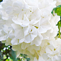 LMTD Гортензия крупнолистная цветущая 3-х летняя "Snowball" (30-40см) купить