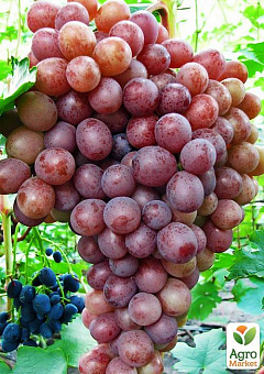 Виноград "Сиреневый туман" (ранний срок созревания, грозди красивые, крупные могут достигать до 2,5 кг)2